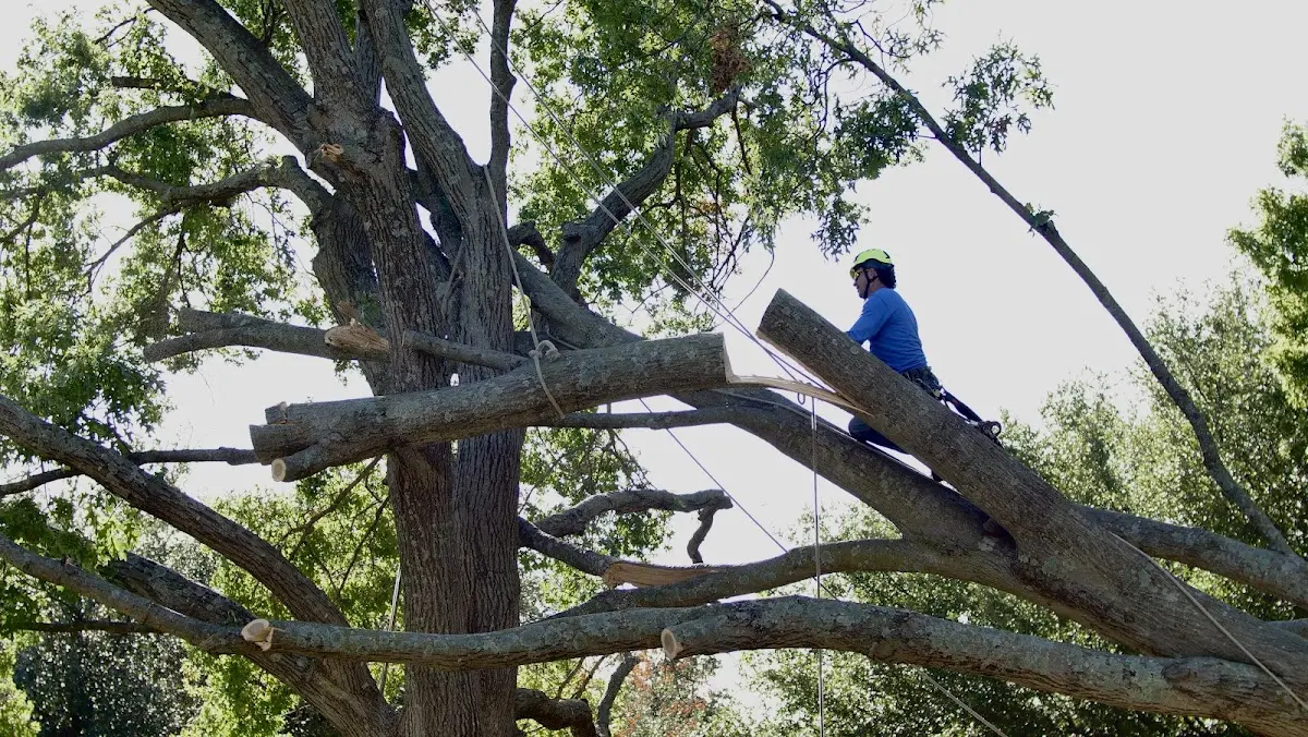 Professional Crown Thinning performed by certified arborists in Granville